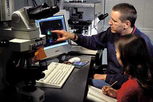 Scientists infuse rat spinal cords with brain-derived human stem cells