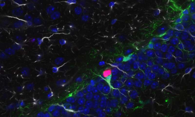 Experimental drug cancels effect from key intellectual disability gene in mice