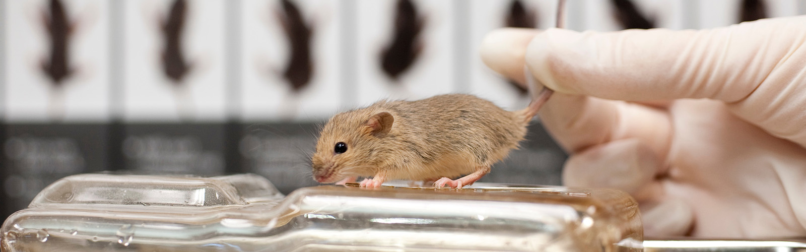 Rodent Models Core