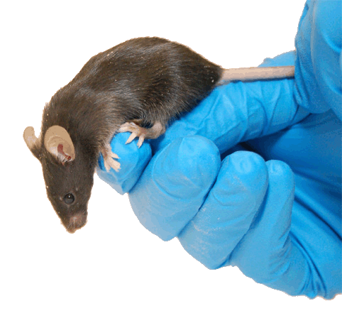 Mouse Model