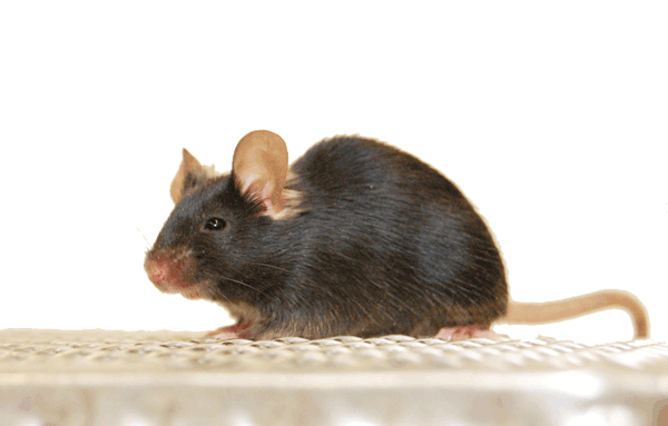 Mouse model