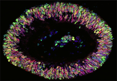 Stem Cells