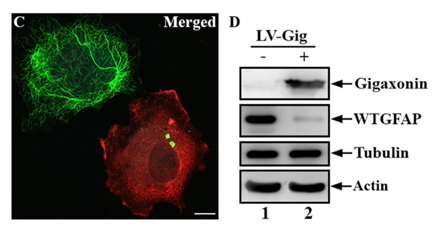 Slide of the Week: Albee Messing VMD, PhD