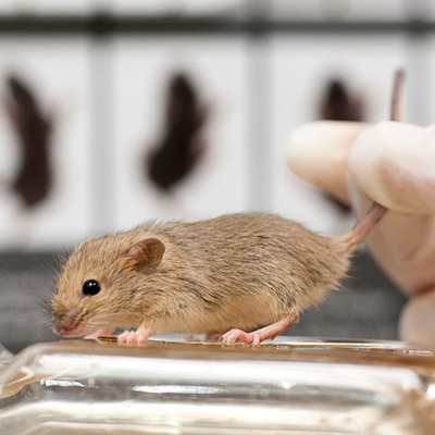 Rodent Models image