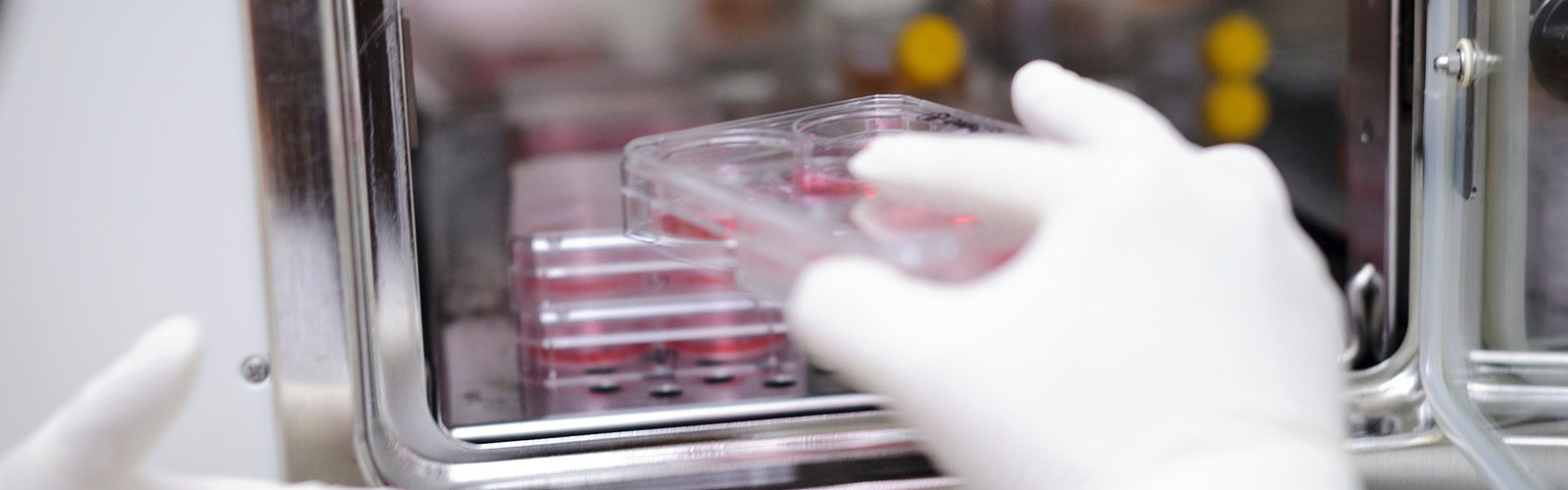 Stem Cell Research