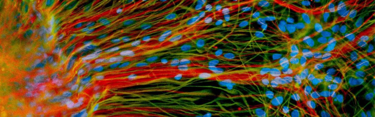 STEM CELLS @ 20
