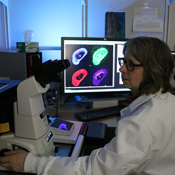 Cellular Imaging and Analysis