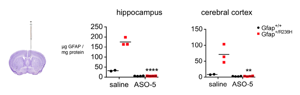 Albee Messing, VMD, PhD – Slide of the Week