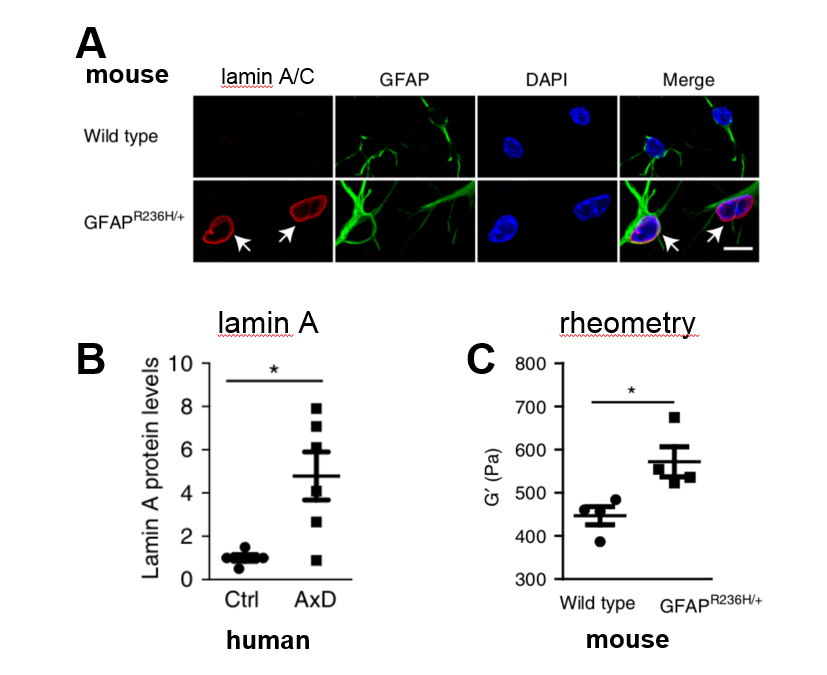 Messing Slide of the Week 2019