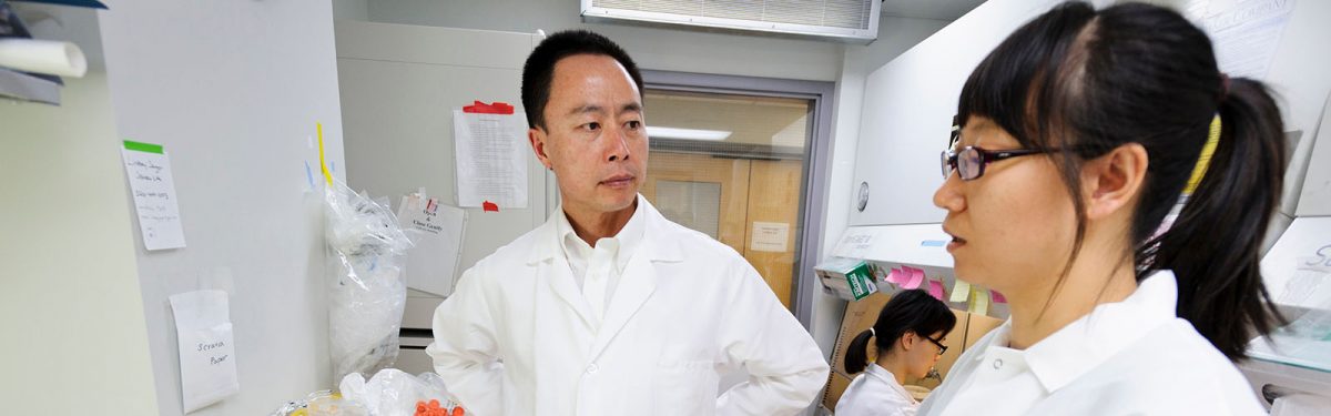 Individualized brain cell grafts reverse Parkinson’s symptoms in monkeys