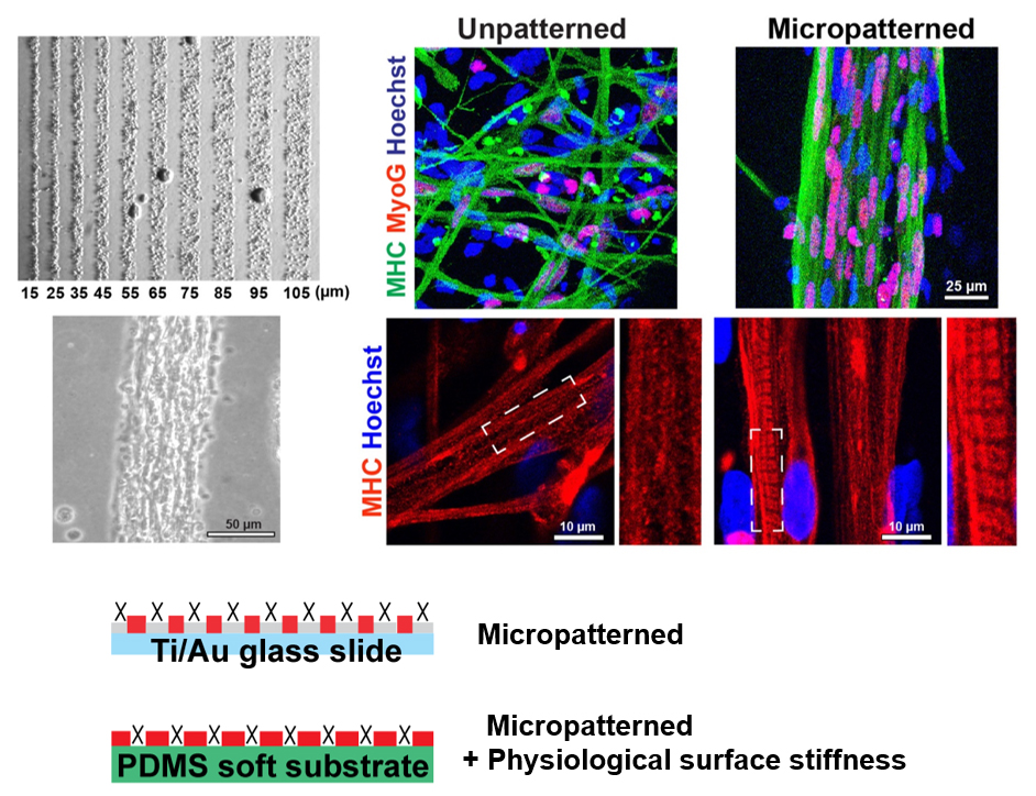 Masatoshi Suzuki, DVM, PhD – Slide of the Week