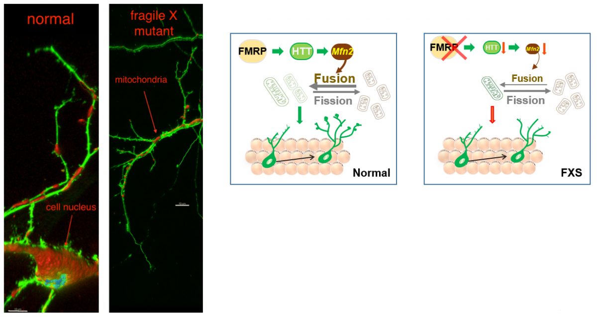 Xinyu Zhao, PhD - Slide of the Week