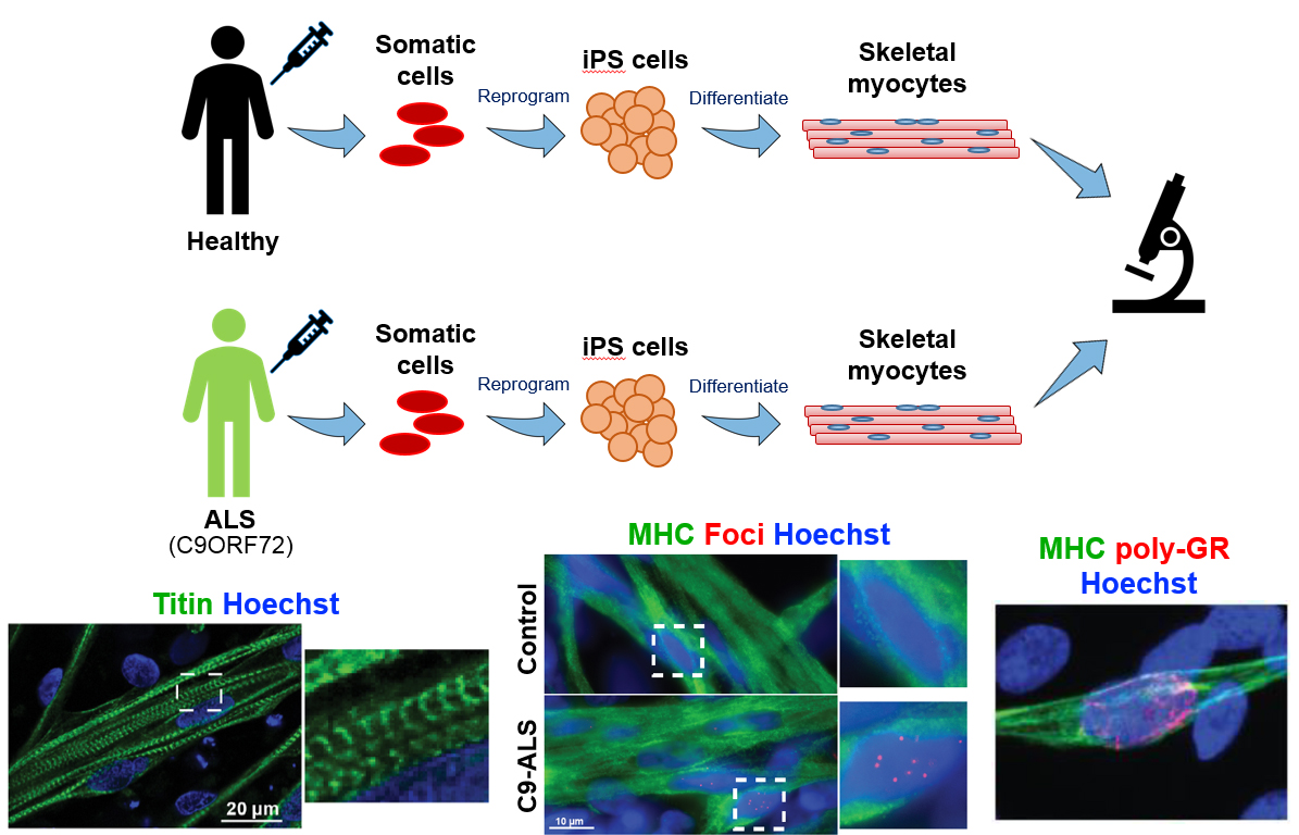 Masatoshi Suzuki, DVM, PhD – Slide of the Week