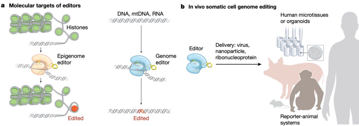 Krishanu Saha, PhD - Slide of the Week