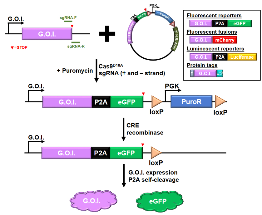 Endogenous Site Reporter Insertion