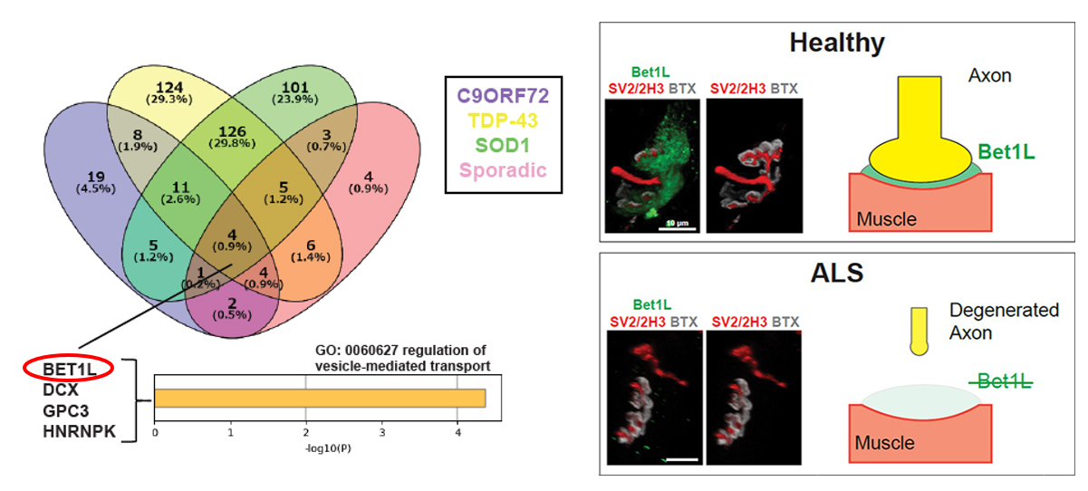 Masatoshi Suzuki, DVM, PhD - Slide of the Week