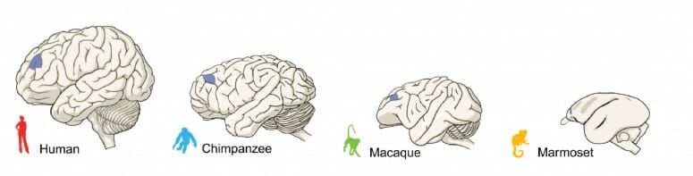 Four closely-related primates