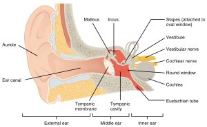 Structure of the ear