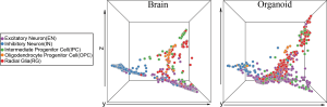 A visual representation of the data comparing a human brain to an organoid after BOMA is used
