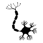Neuron