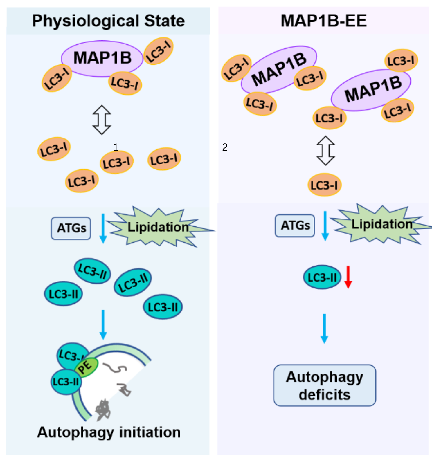 autophagy pathway