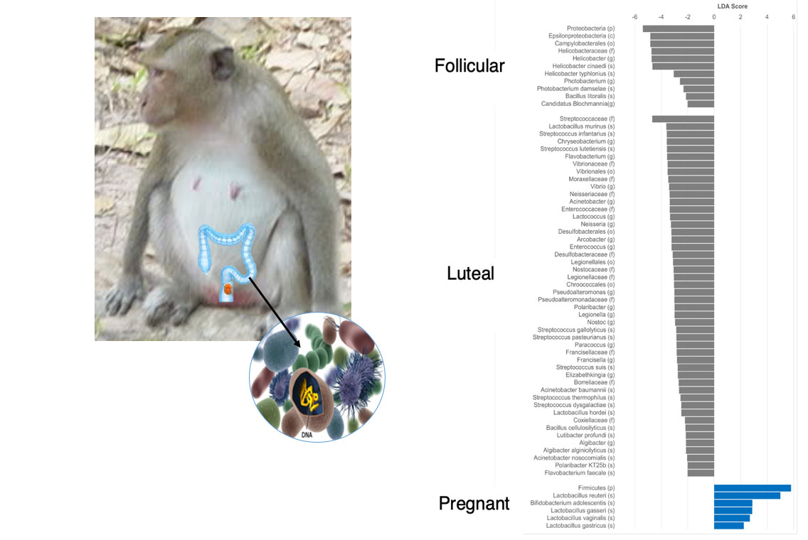Christopher L. Coe, PhD - Slide of the Week