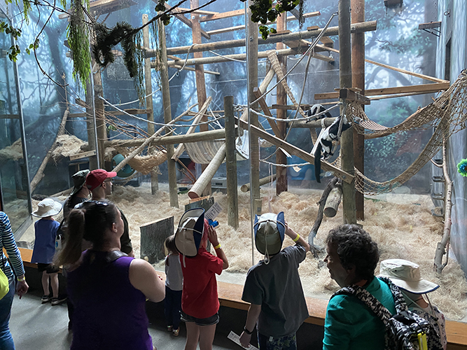 Evening Safari at the Zoo