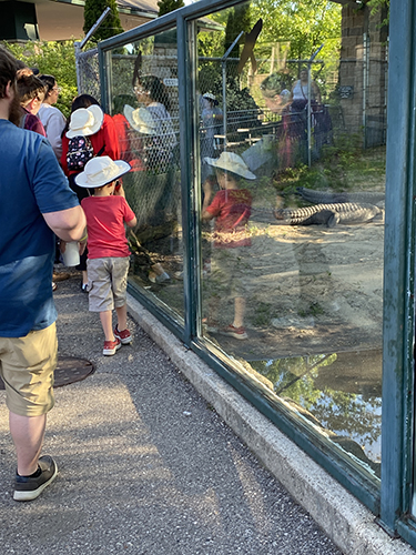 Evening Safari at the Zoo