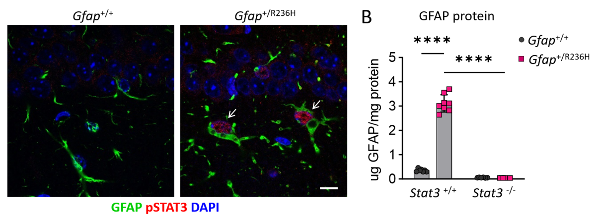 Tracy L. Hagemann, PhD - Slide of the Week
