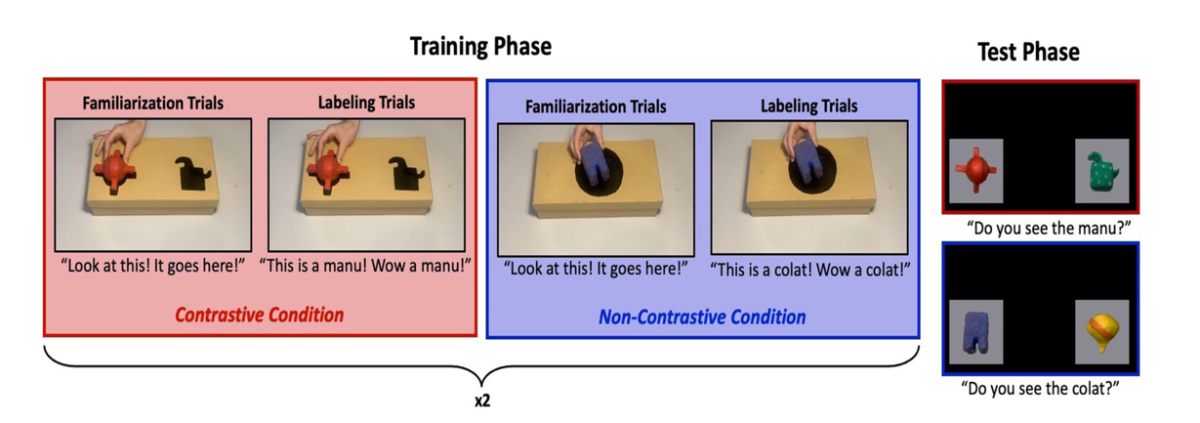 Jenny Saffran, PhD - Slide of the Week