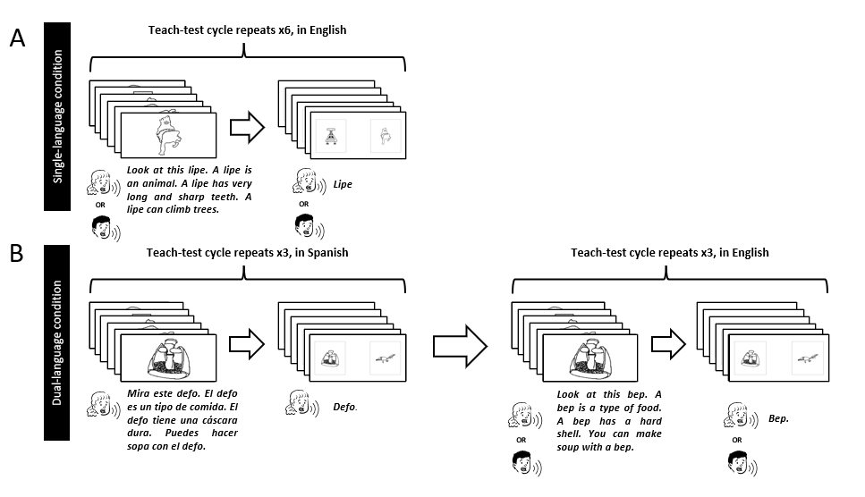 Research seeks strategies to optimize dual language learning in bilingual children