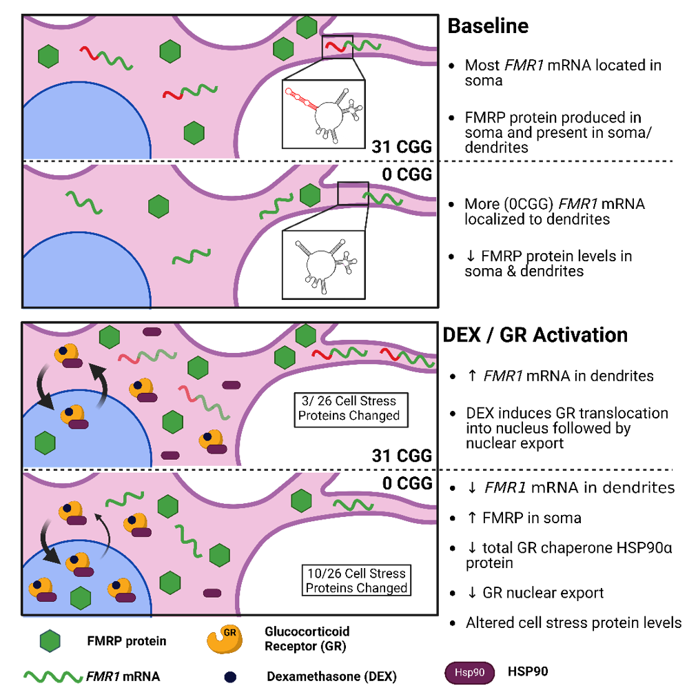 Xinyu Zhao, PhD - Slide of the Week
