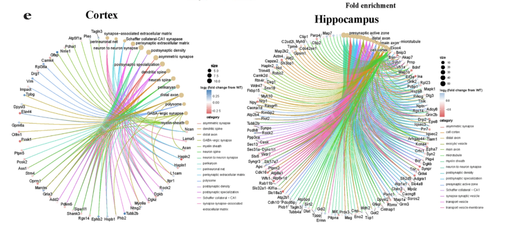 Two circular networks of genes side by side