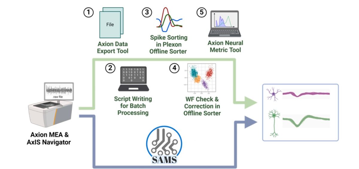 New tool for researchers makes it easier to analyze individual neurons