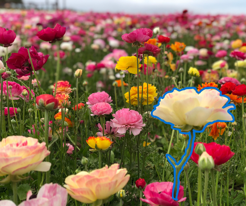 Field of flowers with one white flower outlined in blue, distinguishing from the rest of the flowers.