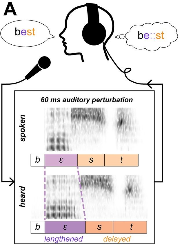 Figure depicting the task. A graphic of a person with headphones and speaking into a microphone on top of how the perturbations for "best" were produced
