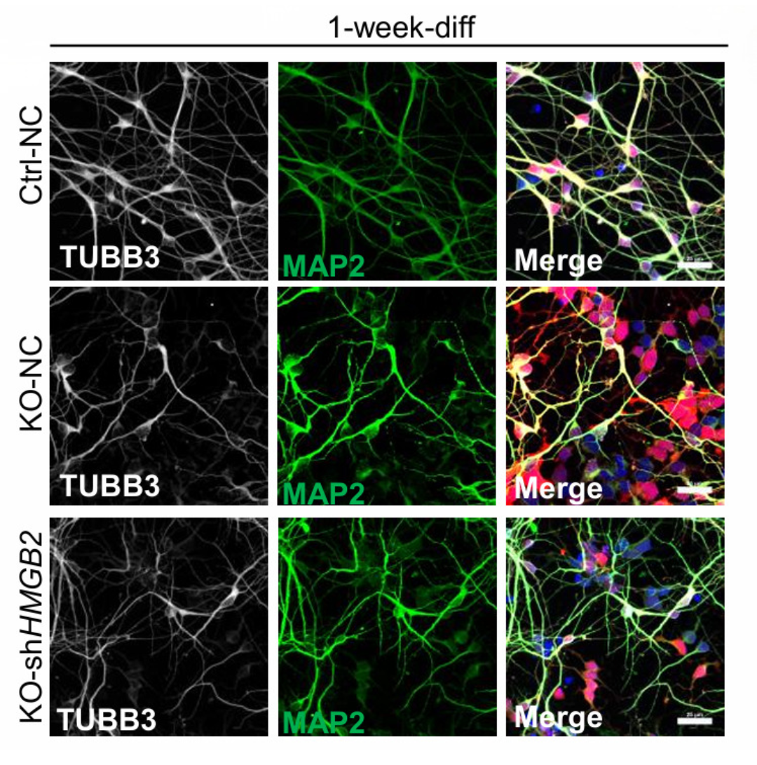 Immunofluorescent images of control, FXR1-KO and FXR1-KO cells with reduced HMGB2 showing restored differentiation in FXR1-KO upon HMGB2 reduction