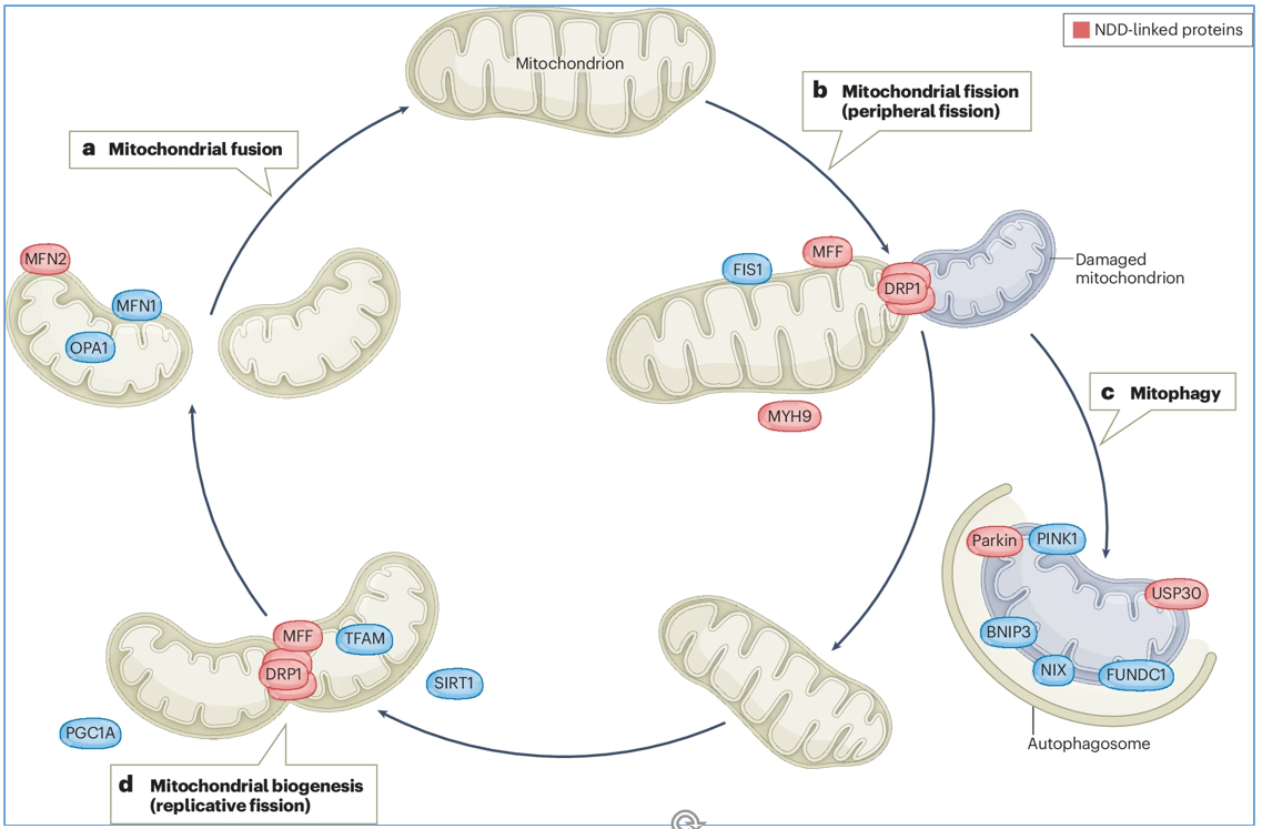 Xinyu Zhao Slide of the Week 2026