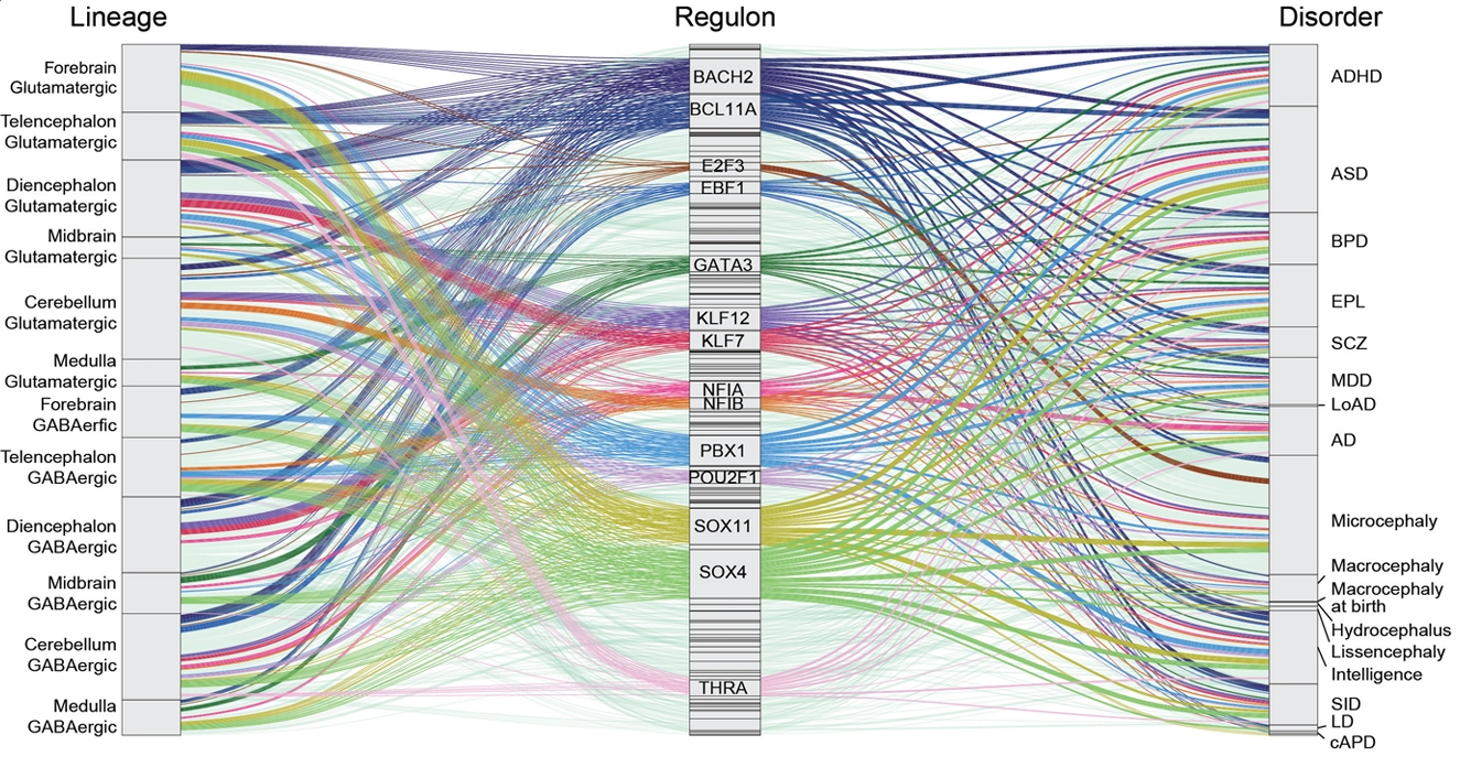 A dynamic map of early brain development captures major drivers of neurogenesis